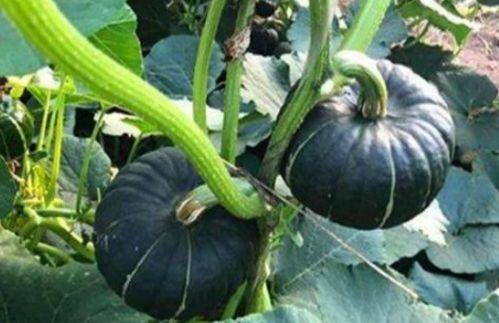 最新吃瓜事件网红是谁啊,揭秘最新吃瓜事件主角  第3张