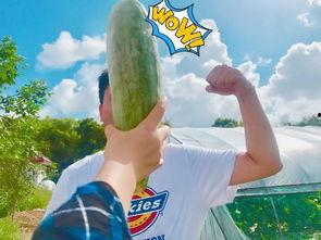 网红吃瓜群众本人是谁 第3张 网红吃瓜群众本人是谁 第3张